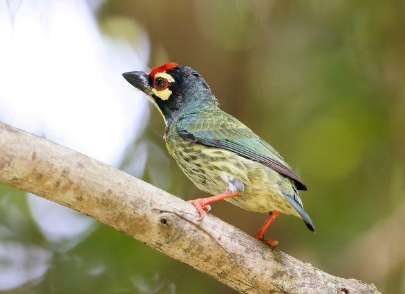 Coppersmith Barbet Photo by Kenneth Cheong