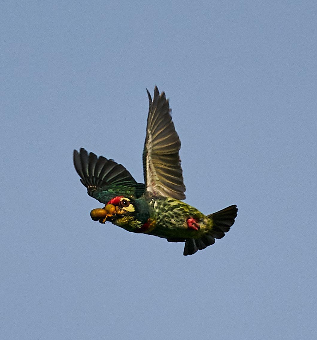 Coppersmith Barbet Photo by Steven Cheong