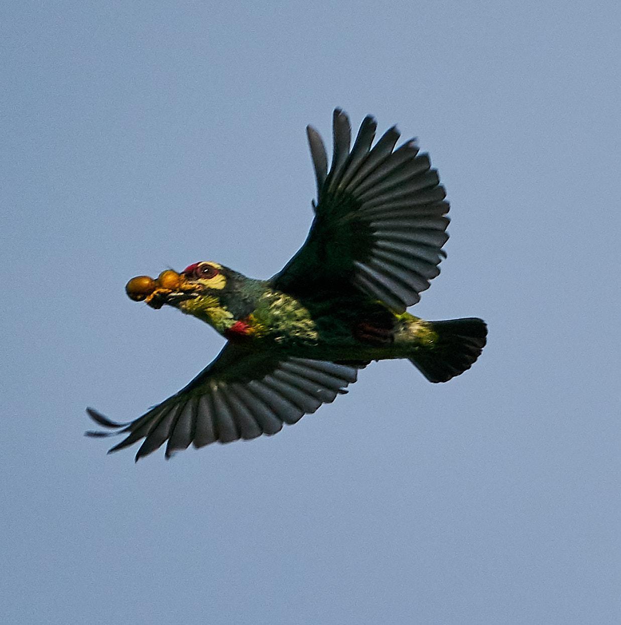 Coppersmith Barbet Photo by Steven Cheong