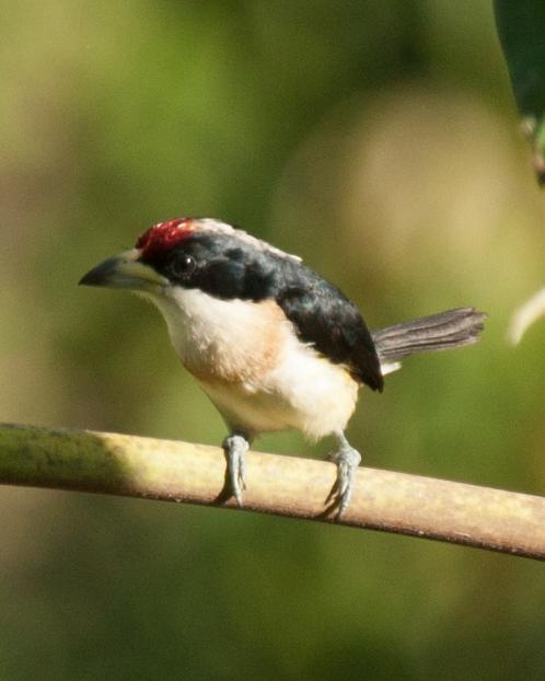 White-mantled Barbet Photo by Robert Lewis