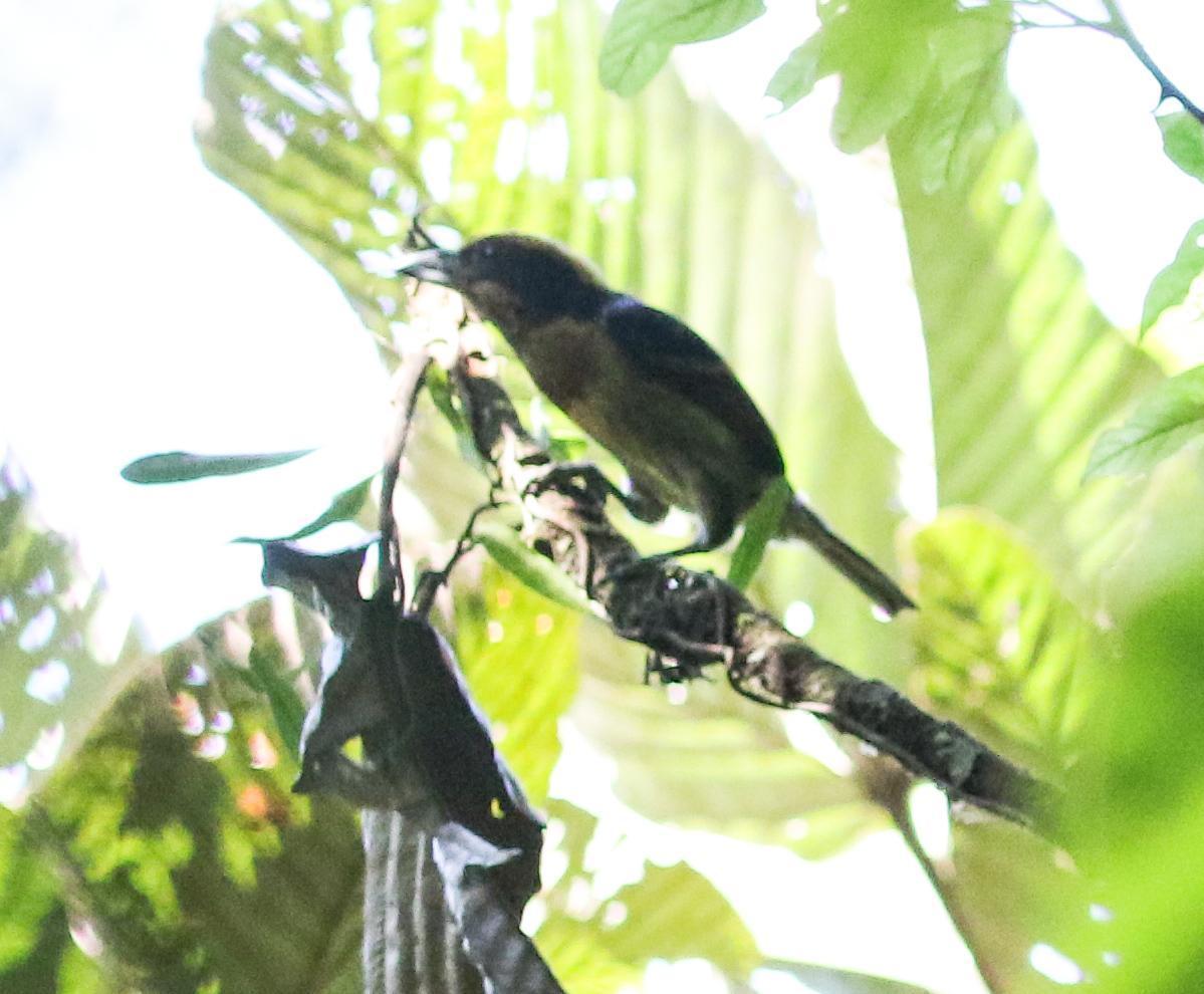Brown-chested Barbet Photo by Leonardo Garrigues
