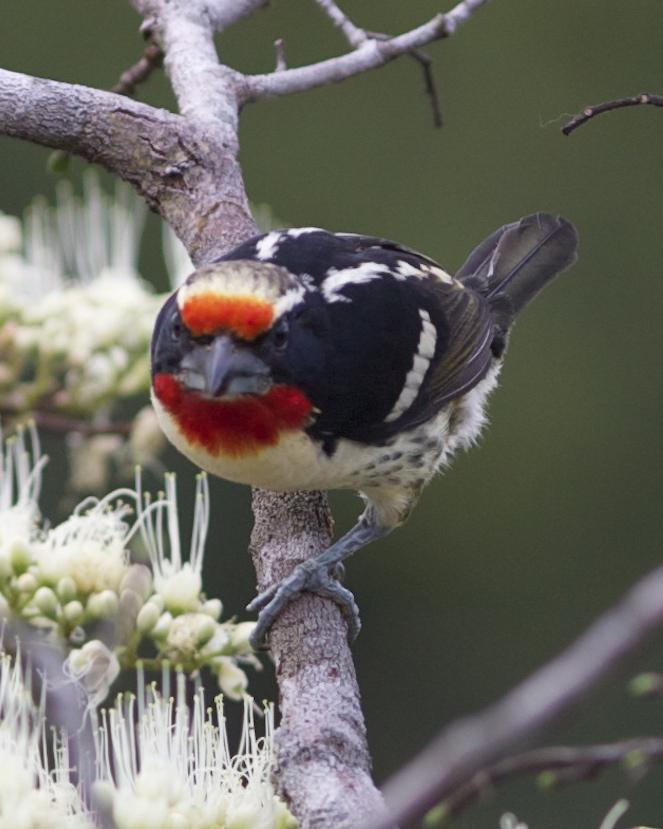 Black-spotted Barbet Photo by Marcelo Padua
