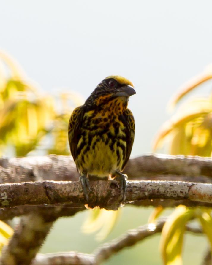 Gilded Barbet Photo by Kevin Berkoff
