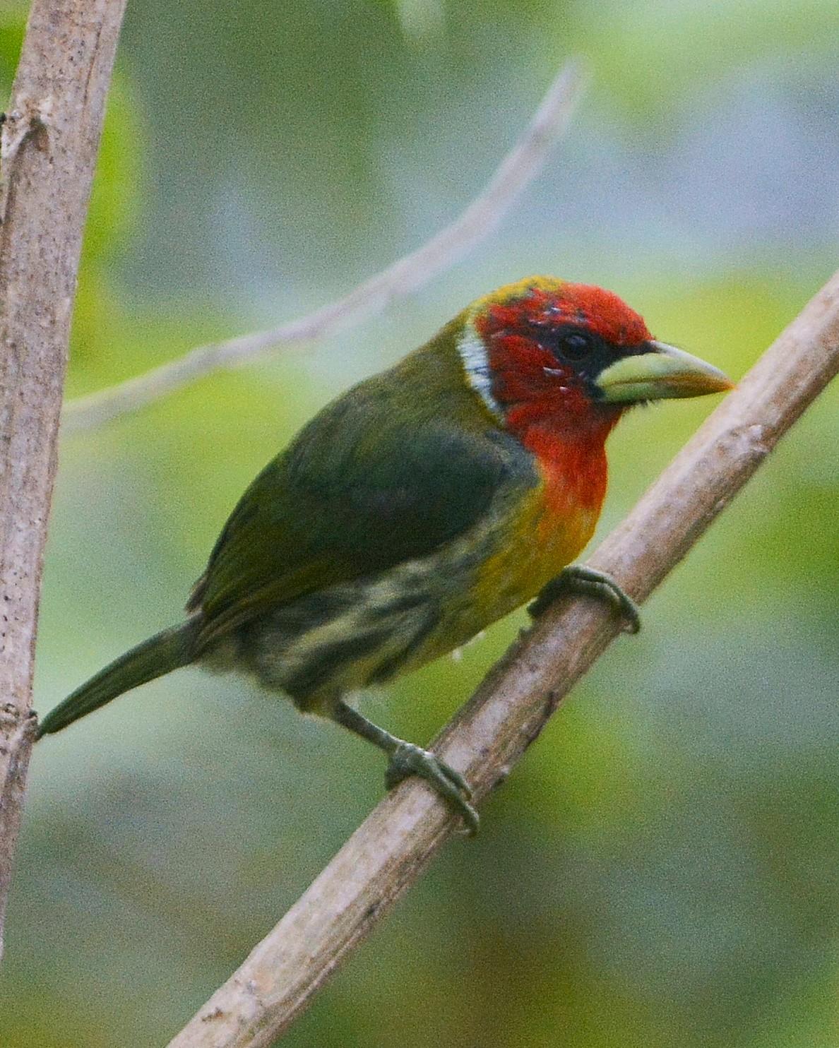 Red-headed Barbet Photo by David Hollie