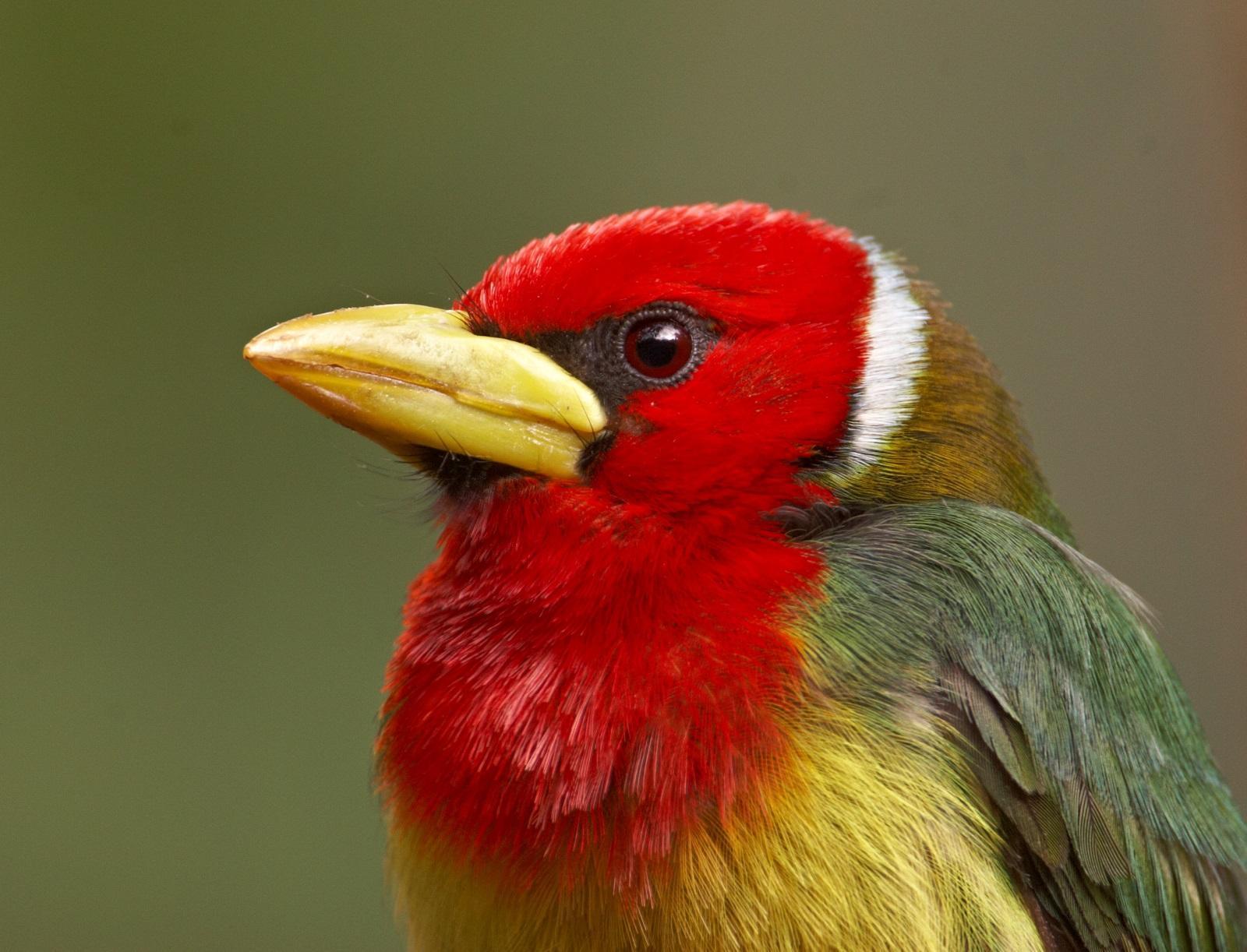 Red-headed Barbet Photo by Chris Fagyal