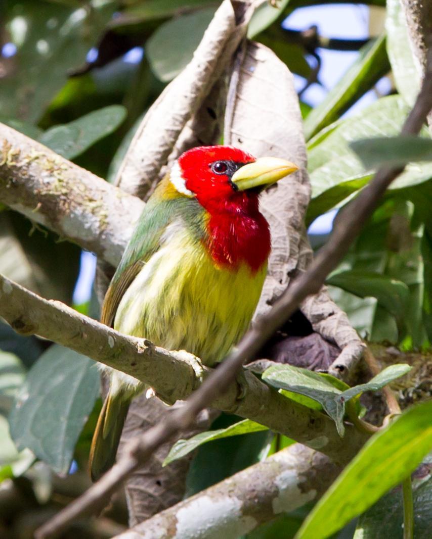 Red-headed Barbet Photo by Kevin Berkoff
