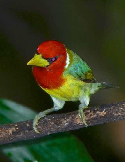 Red-headed Barbet Photo by Andrew Pittman