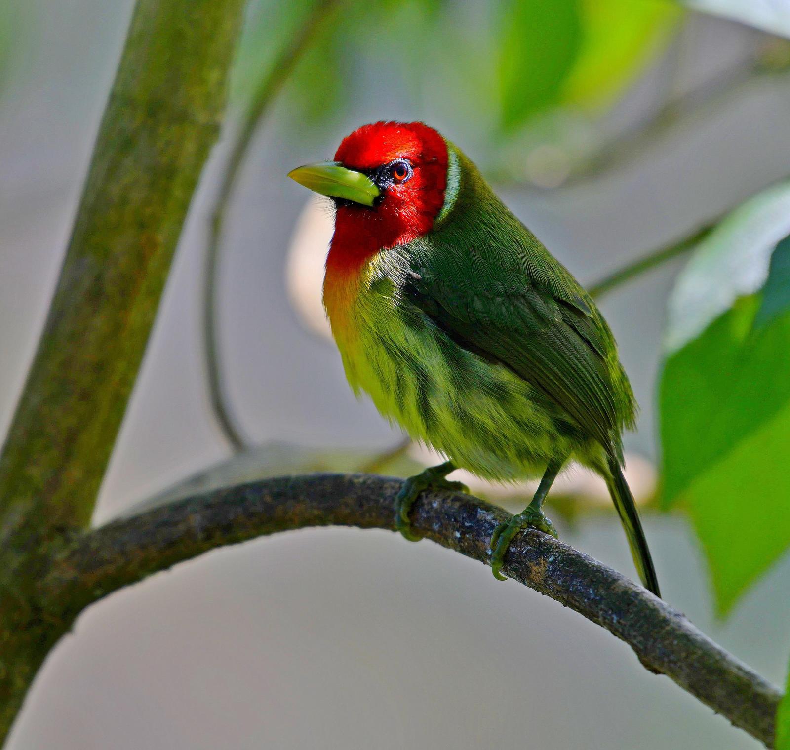 Red-headed Barbet Photo by Paul Arneson