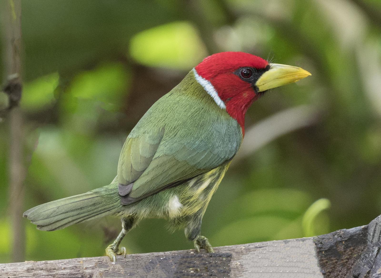 Red-headed Barbet Photo by Mike Liskay