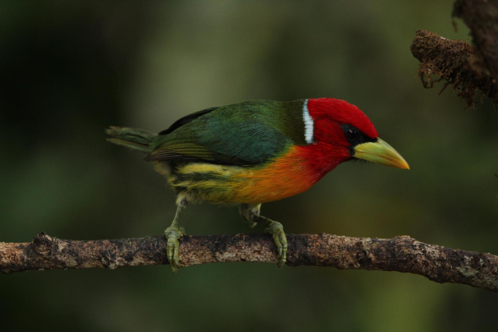 Red-headed Barbet Photo by Pedro Bernal