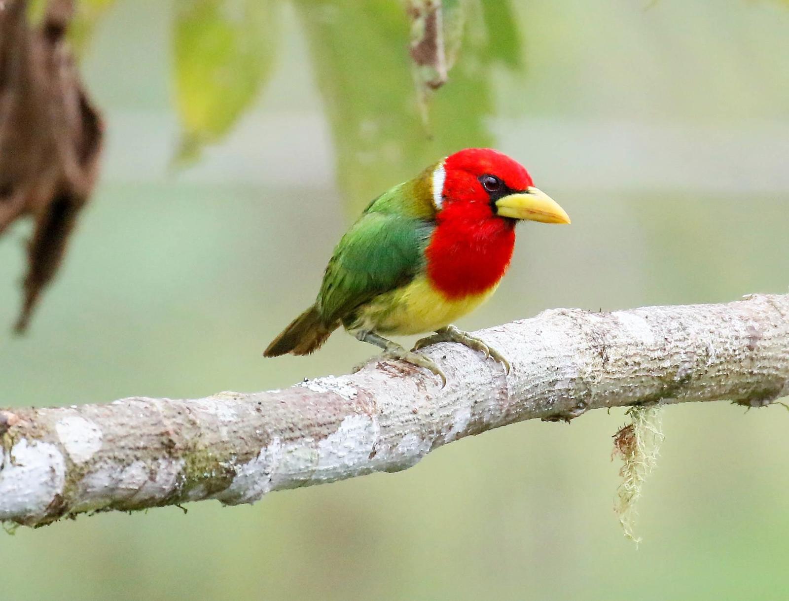 Red-headed Barbet Photo by Thomas Driscoll