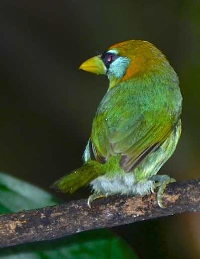 Red-headed Barbet Photo by Andrew Pittman