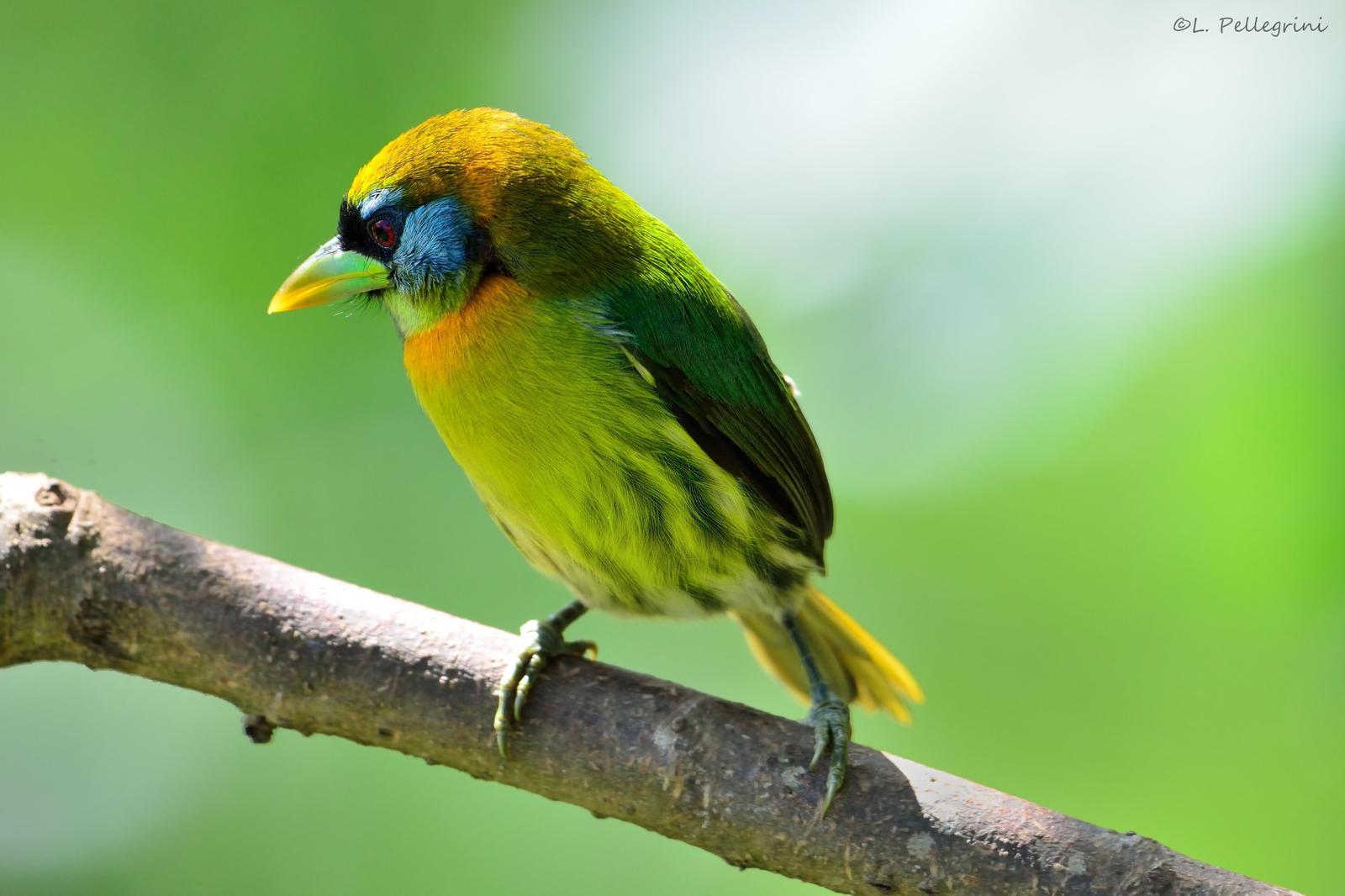 Red-headed Barbet Photo by Laurence Pellegrini