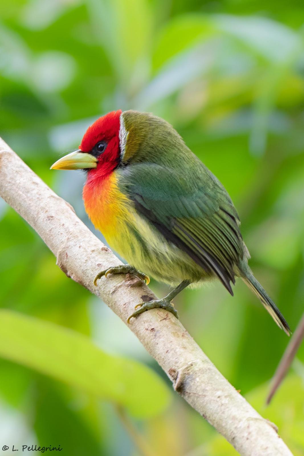 Red-headed Barbet Photo by Laurence Pellegrini