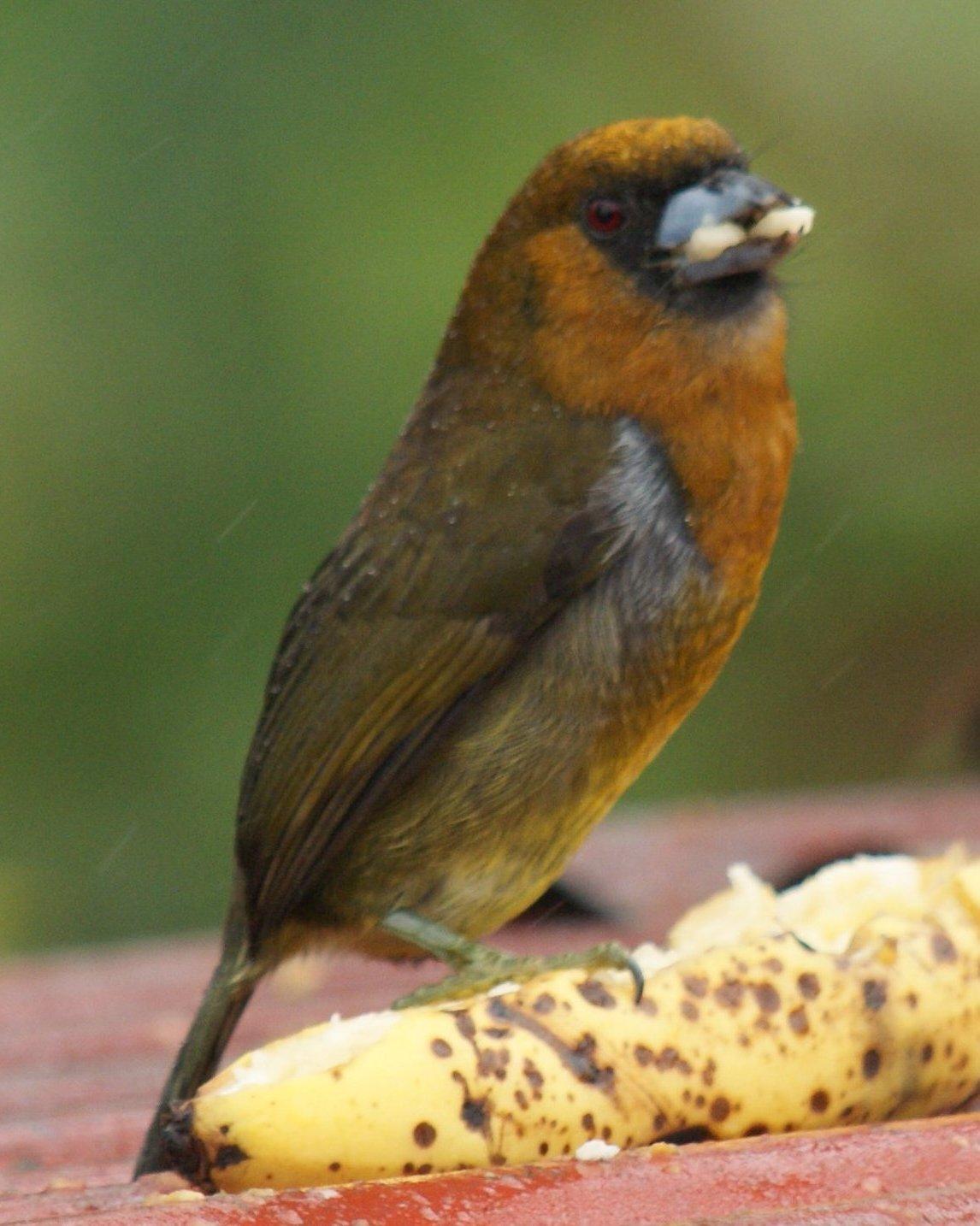 Prong-billed Barbet Photo by Robin Oxley