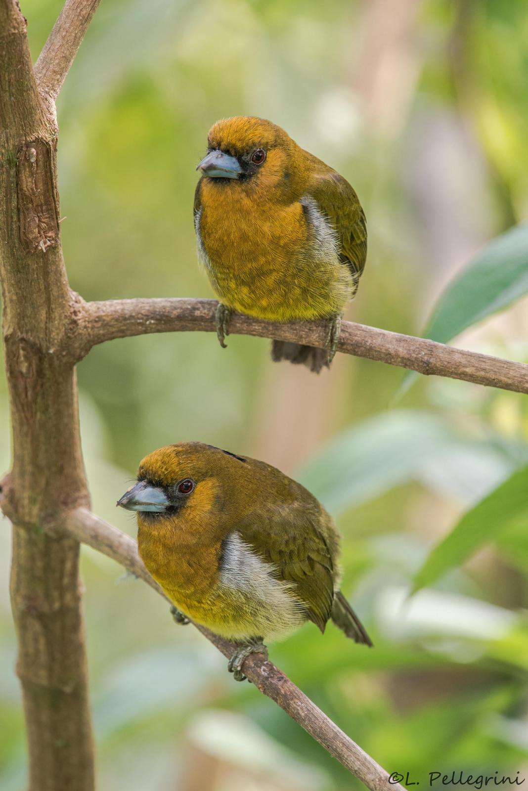 Prong-billed Barbet Photo by Laurence Pellegrini