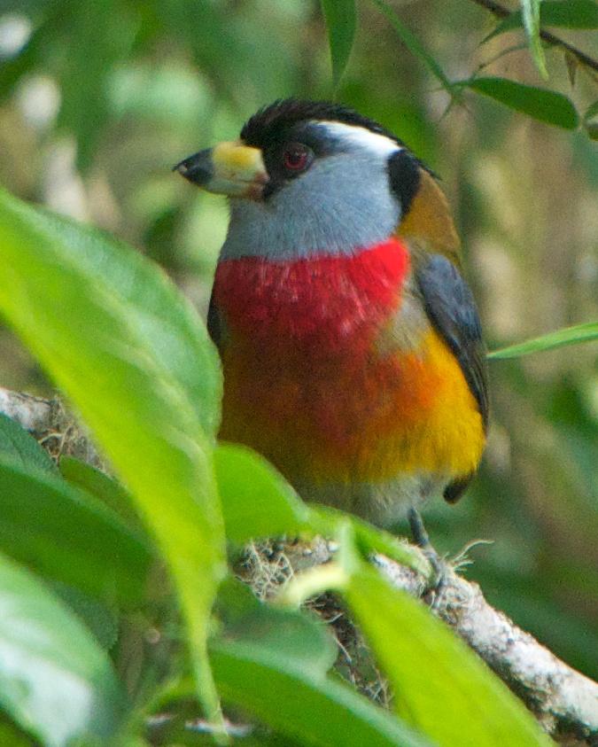 Toucan Barbet Photo by Robin Barker