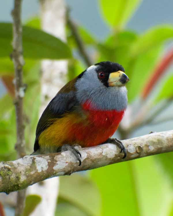 Toucan Barbet Photo by Bob Hasenick