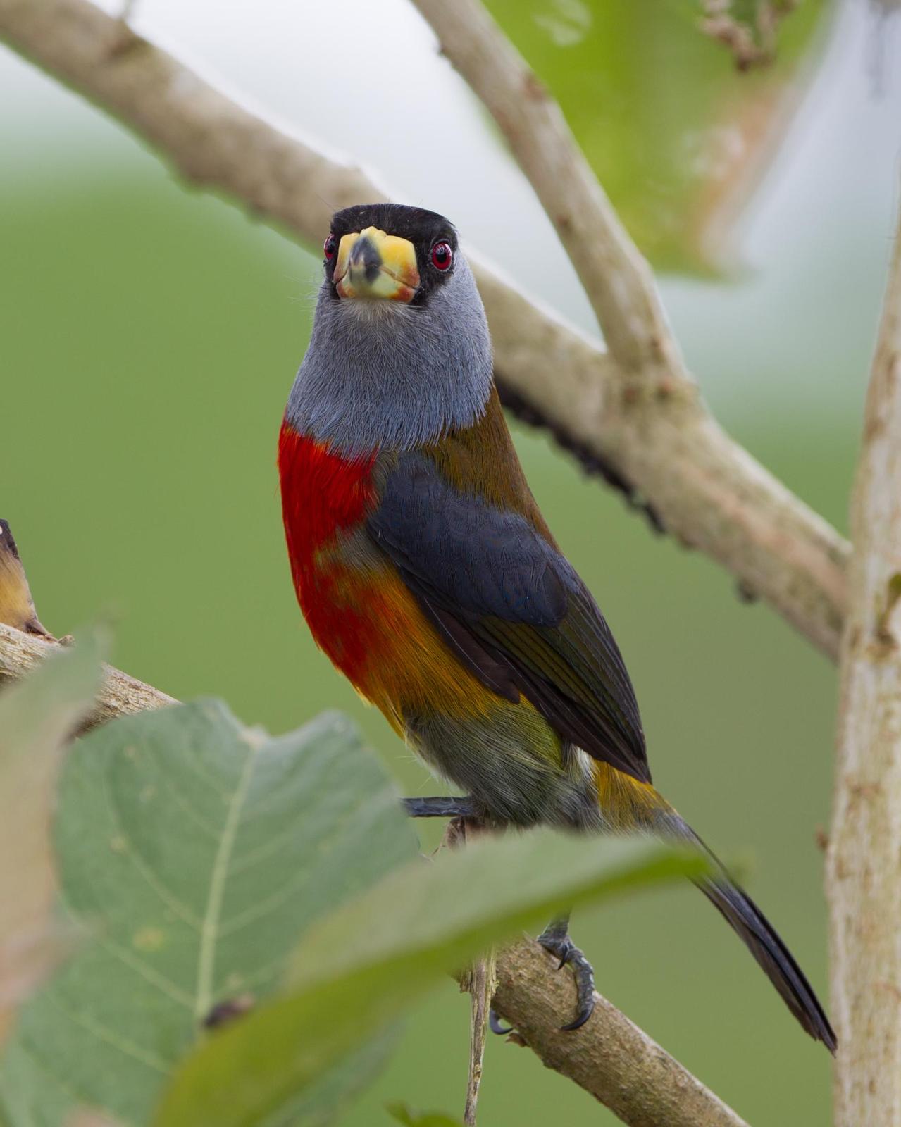 Toucan Barbet Photo by Kevin Berkoff