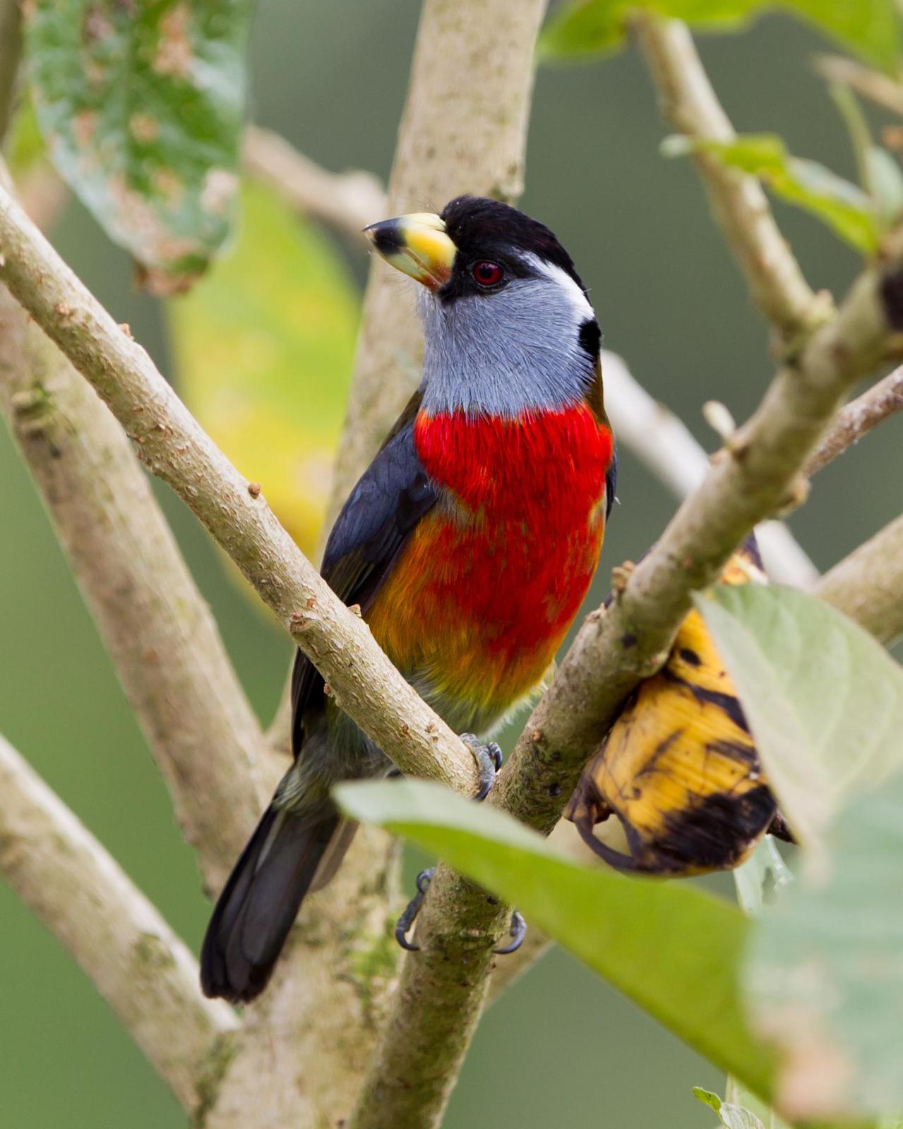 Toucan Barbet Photo by Kevin Berkoff