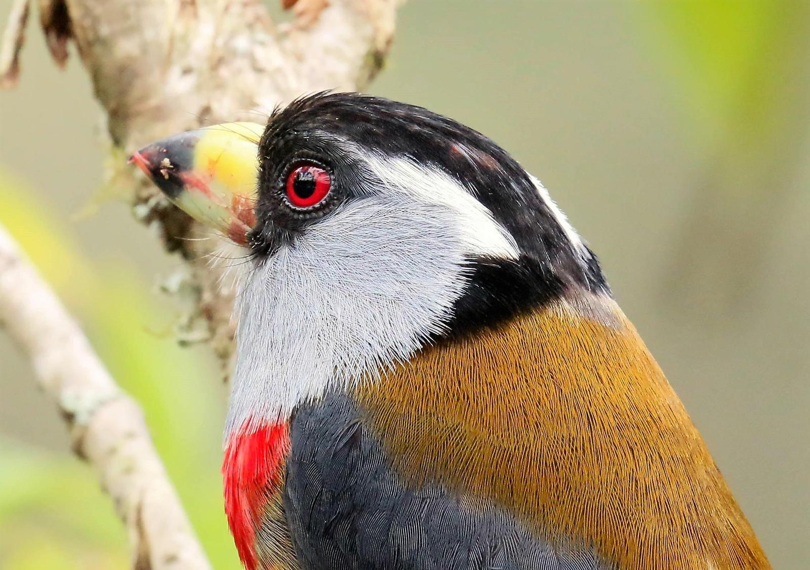 Toucan Barbet Photo by Thomas Driscoll