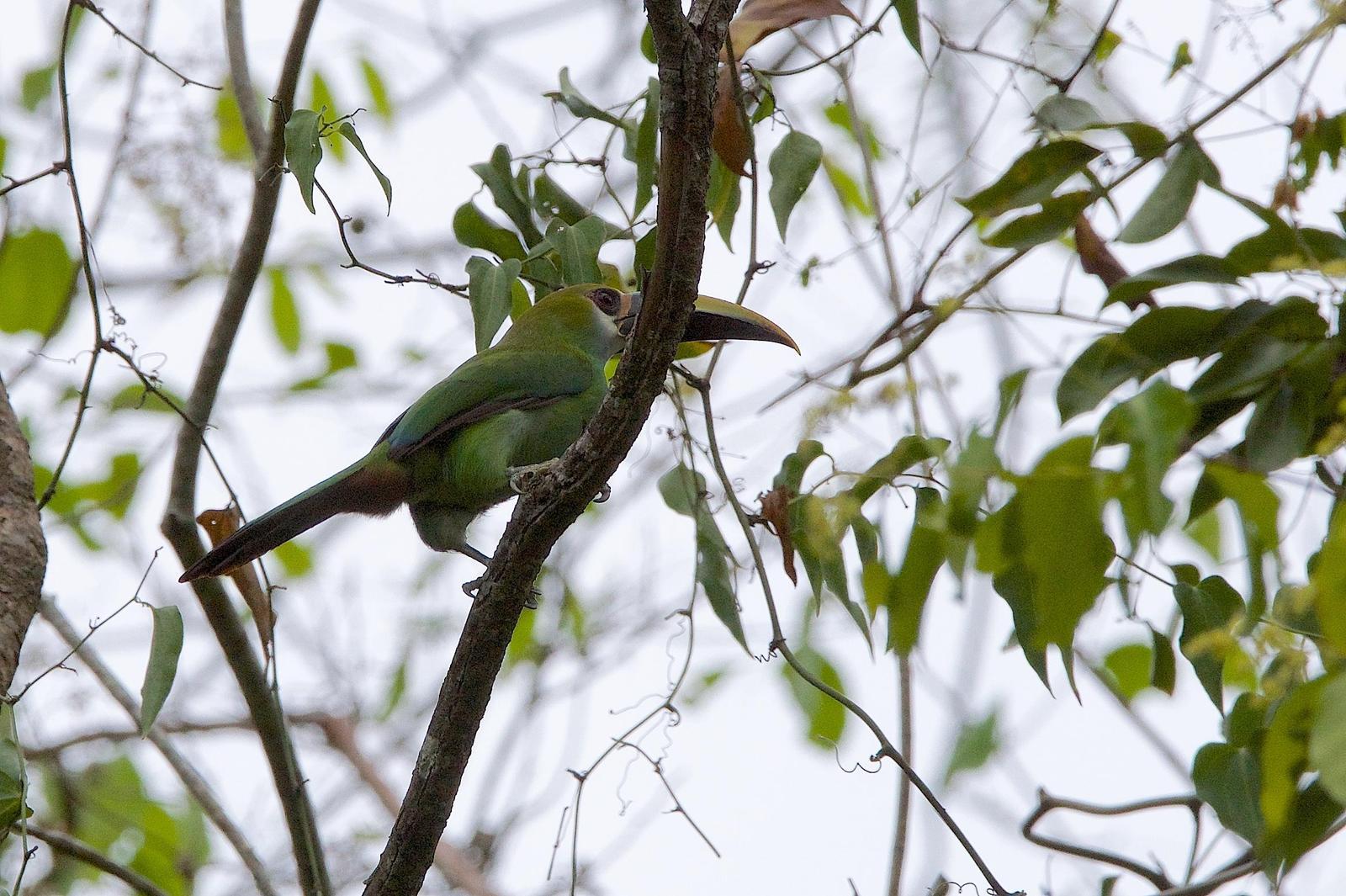 Northern Emerald-Toucanet (Wagler's) Photo by Gerald Hoekstra