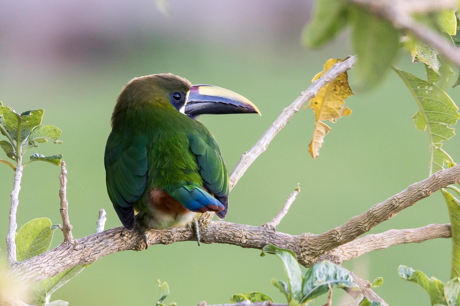 Northern Emerald-Toucanet (Wagler's) Photo by Gerald Hoekstra