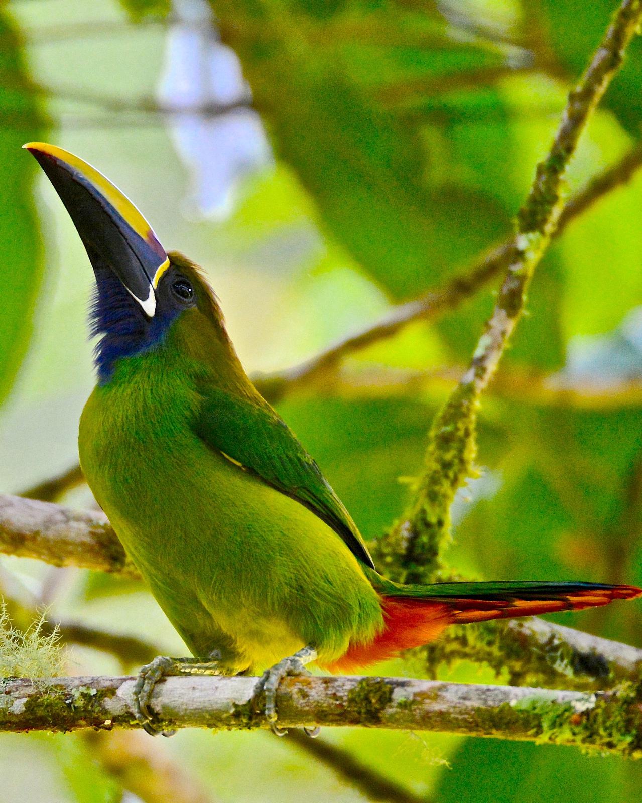 Northern Emerald-Toucanet (Blue-throated) Photo by Gerald Friesen
