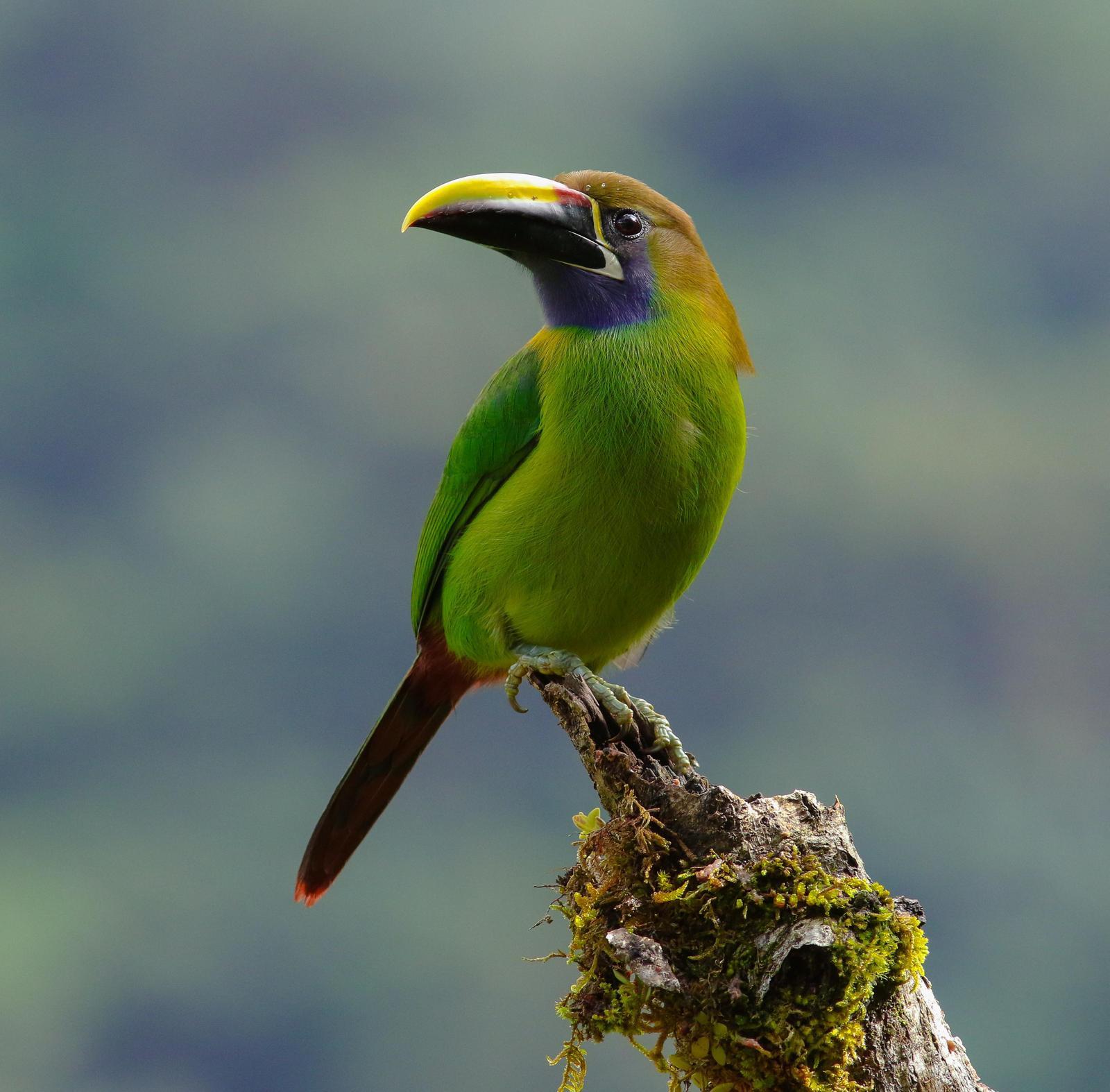 Northern Emerald-Toucanet (Blue-throated) Photo by Leonardo Garrigues