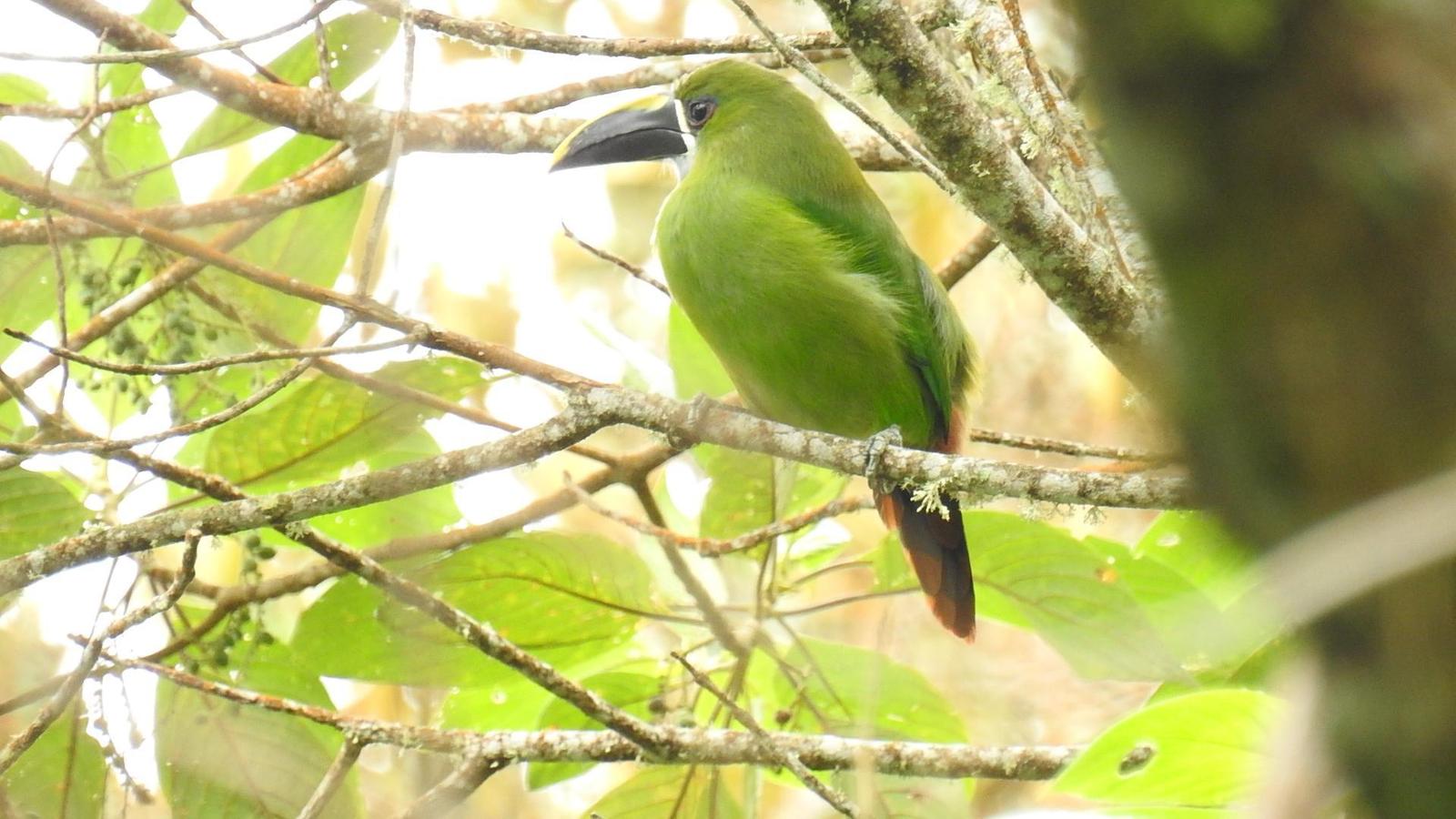 Southern Emerald-Toucanet (Santa Marta) Photo by Julio Delgado