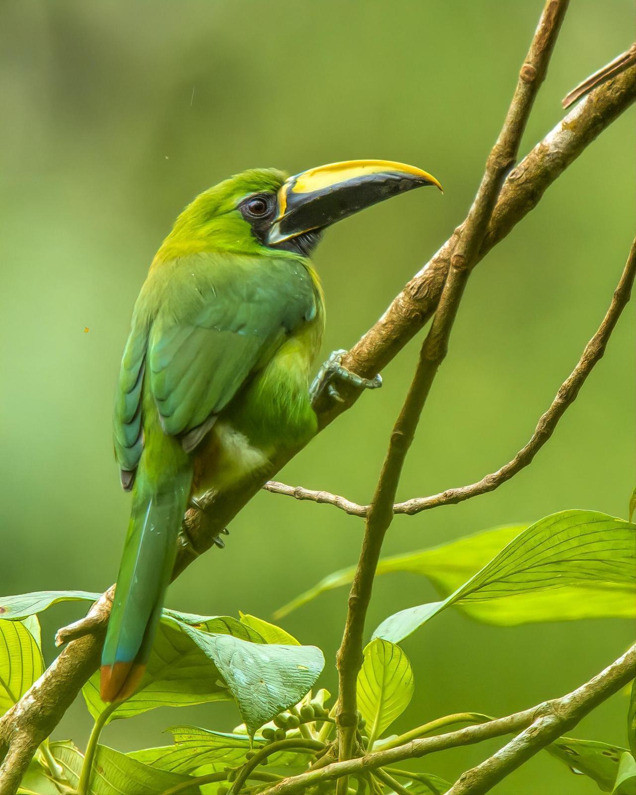 Southern Emerald-Toucanet (Black-throated) Photo by Bruce Rosenstiel