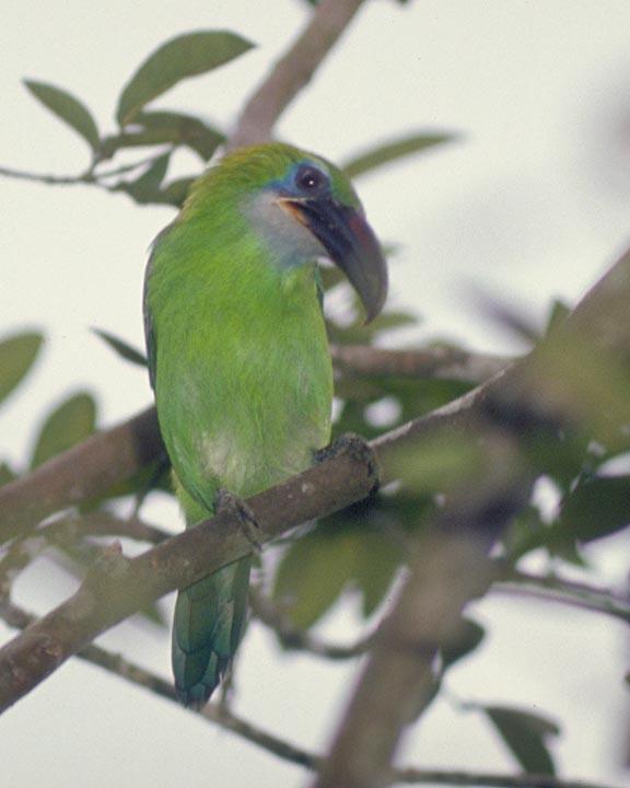 Groove-billed Toucanet Photo by Peter Boesman