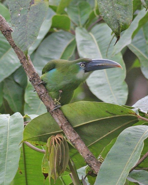 Blue-banded Toucanet Photo by Peter Boesman