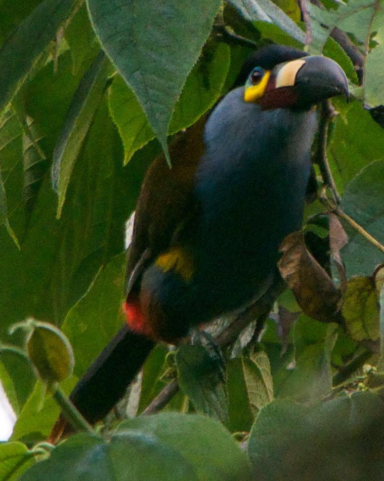 Plate-billed Mountain-Toucan Photo by Robin Barker