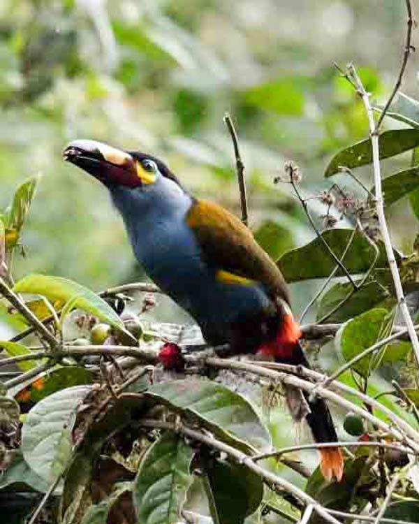 Plate-billed Mountain-Toucan Photo by Bob Hasenick