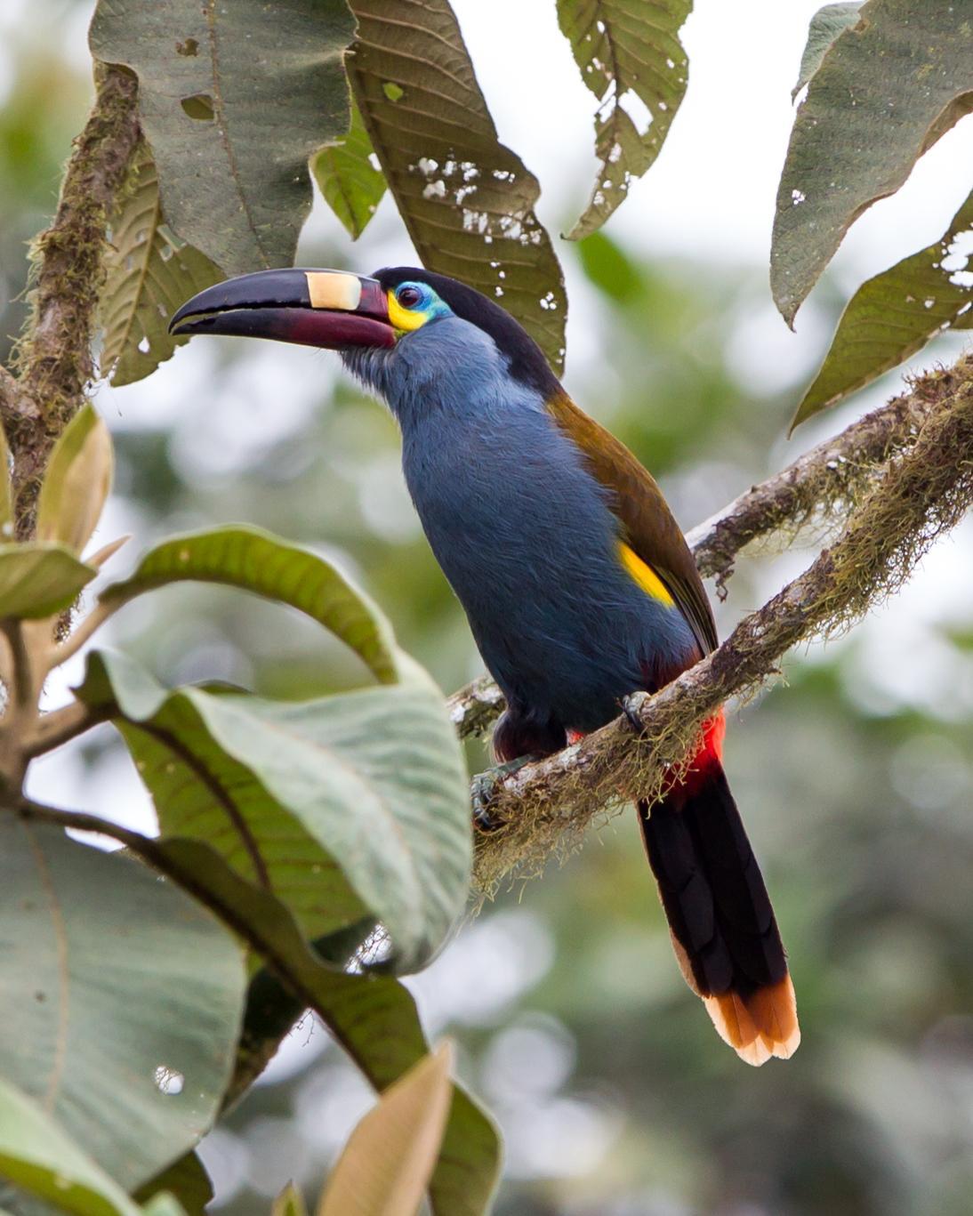 Plate-billed Mountain-Toucan Photo by Kevin Berkoff