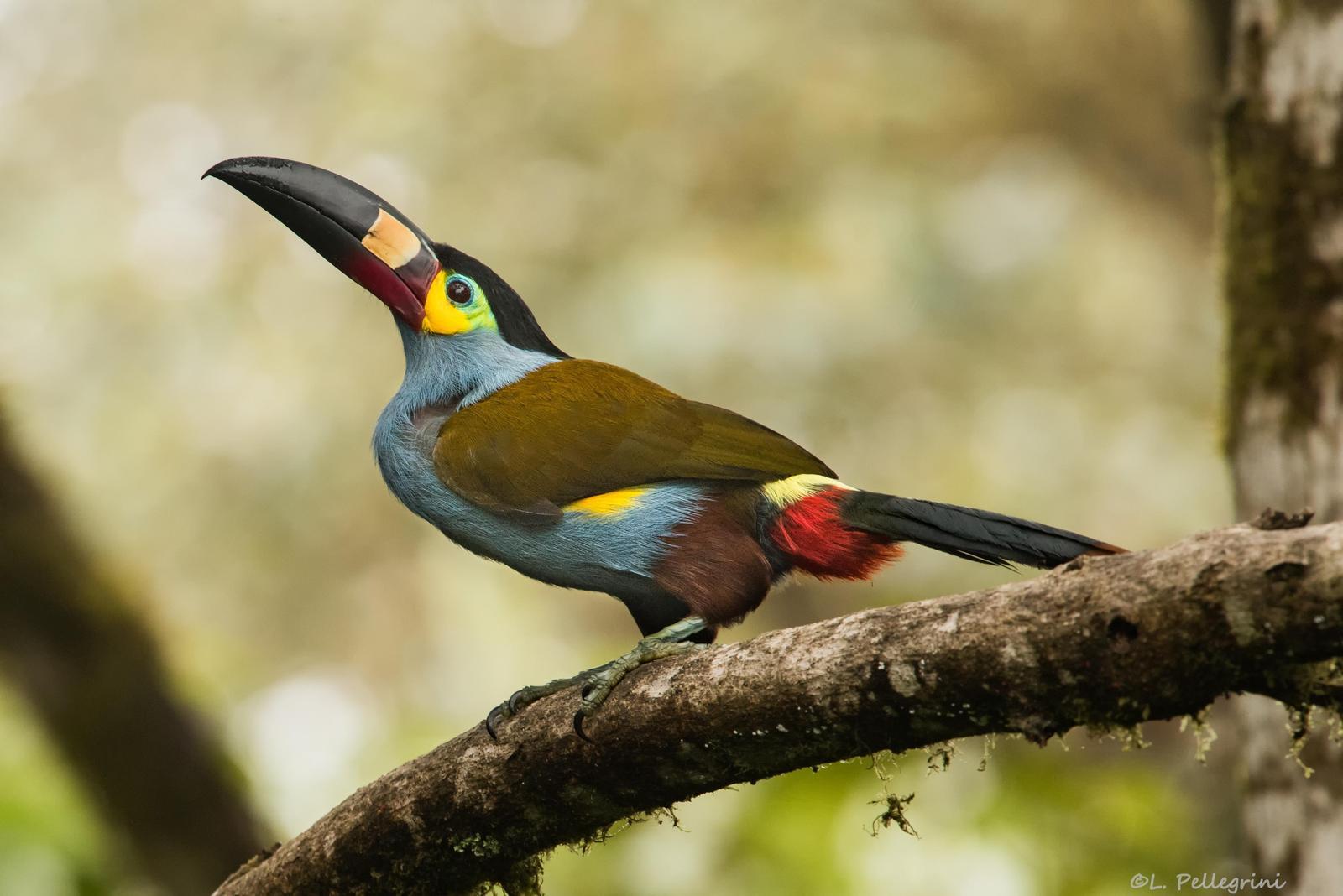 Plate-billed Mountain-Toucan Photo by Laurence Pellegrini