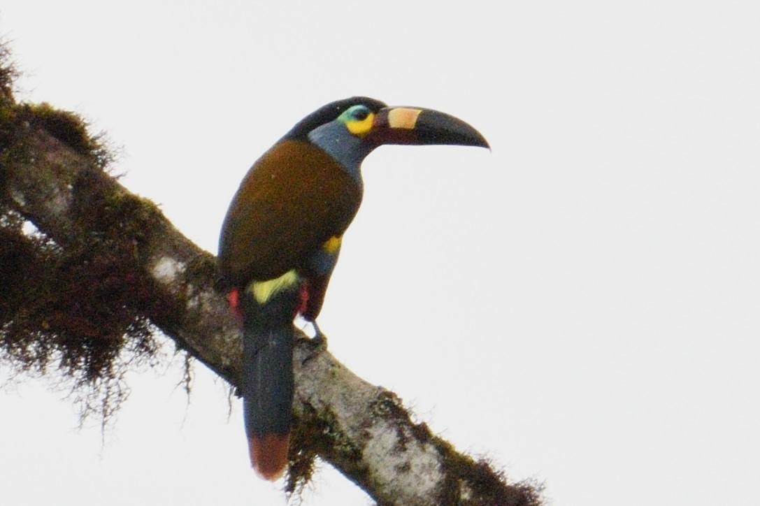 Plate-billed Mountain-Toucan Photo by Ann Doty