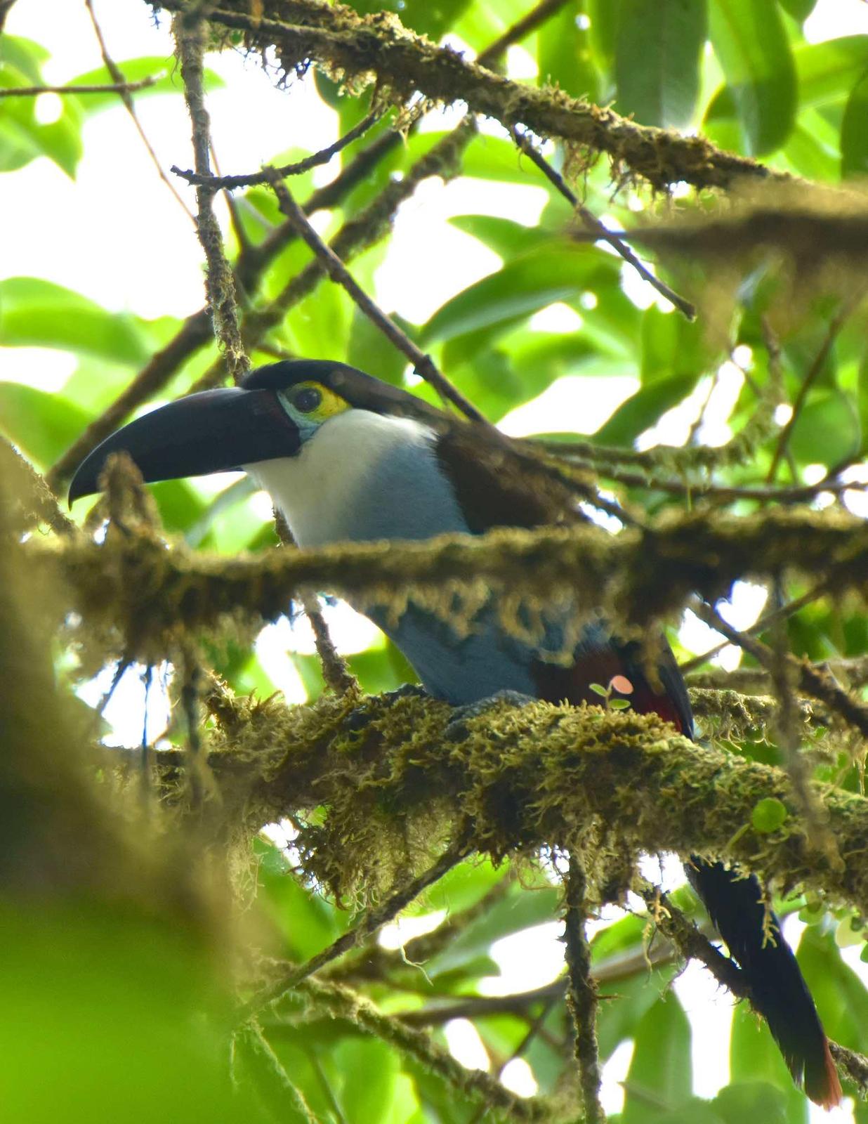 Black-billed Mountain-Toucan Photo by Andrew Pittman