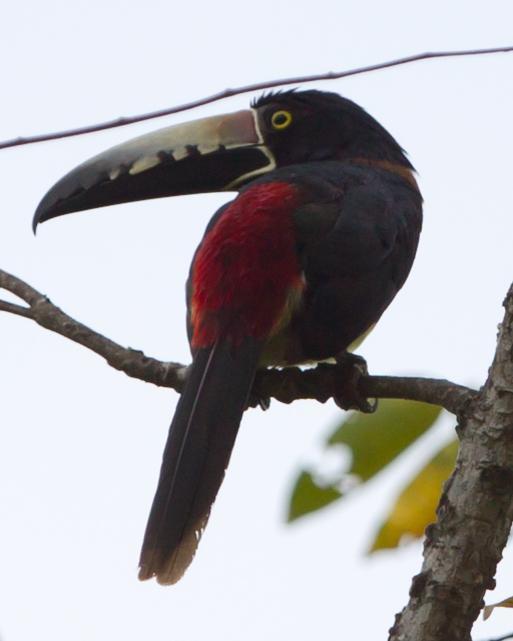 Collared Aracari Photo by Kevin Berkoff