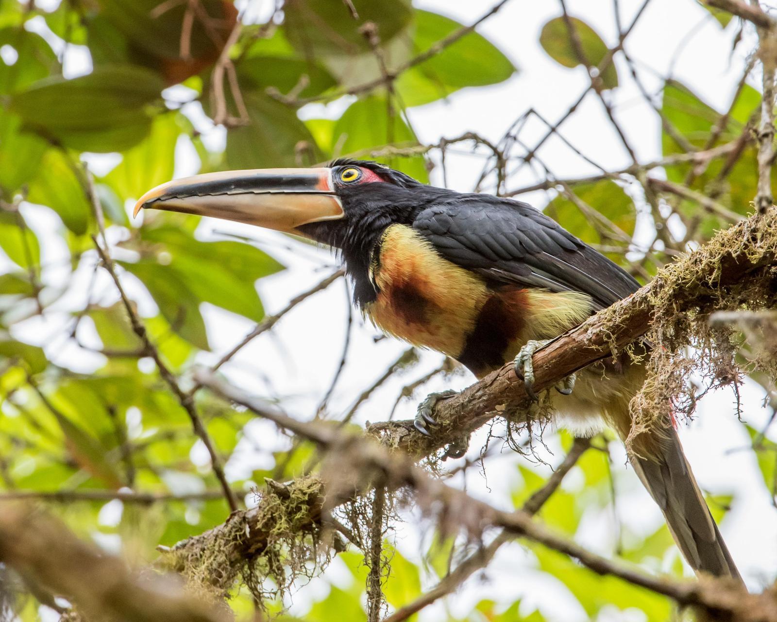 Collared Aracari Photo by Harold Davis