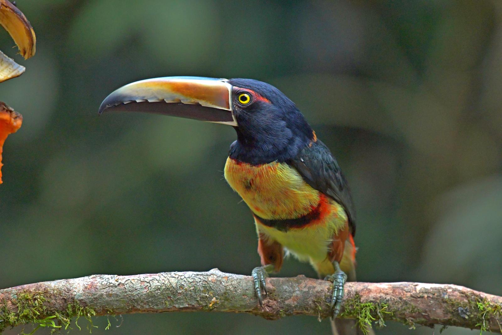 Collared Aracari Photo by Paul Arneson