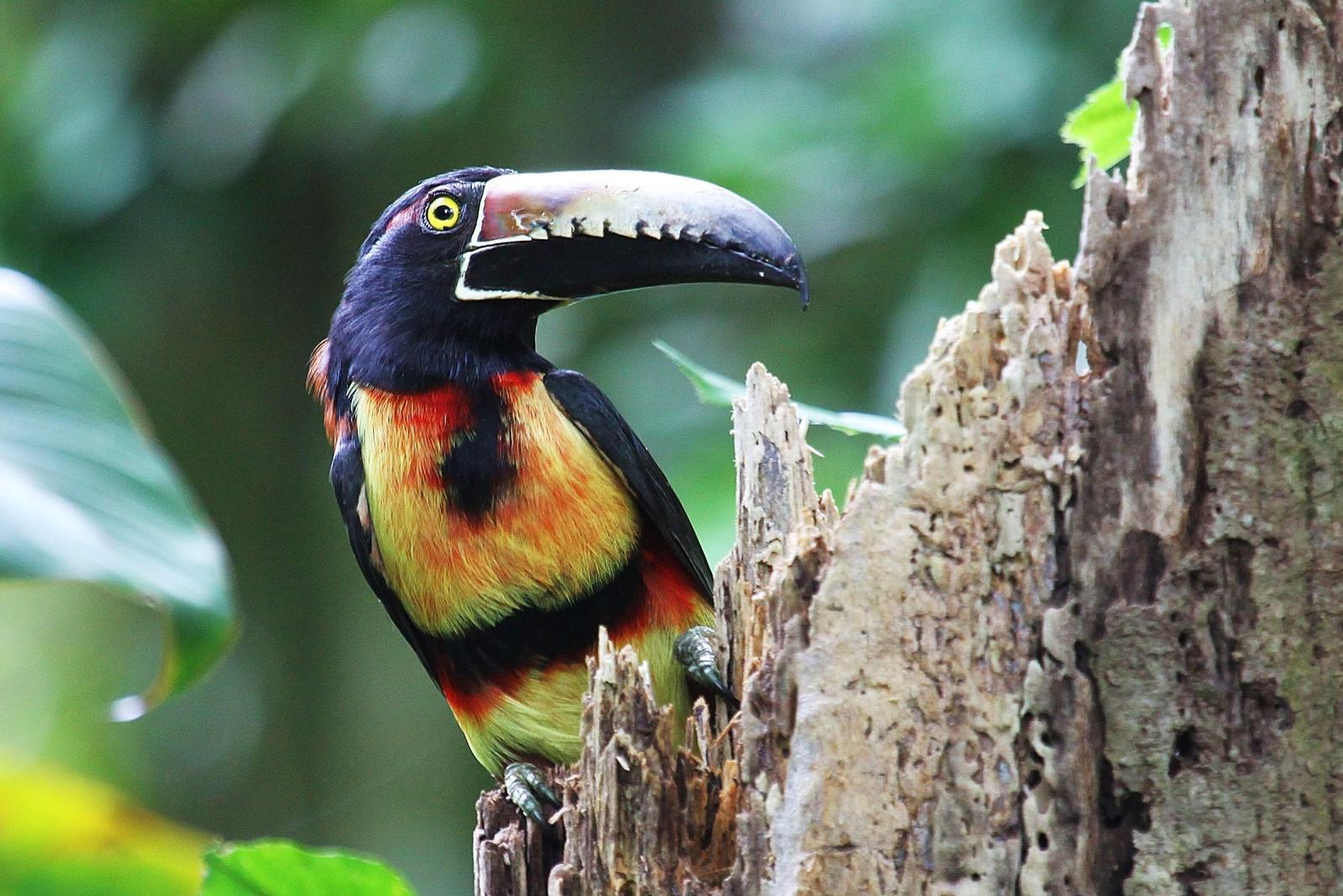 Collared Aracari Photo by Matthew McCluskey