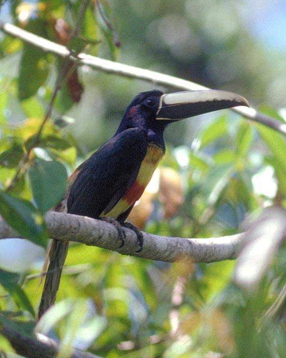 Black-necked Aracari Photo by Peter Boesman