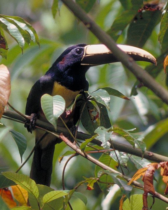 Black-necked Aracari Photo by Peter Boesman