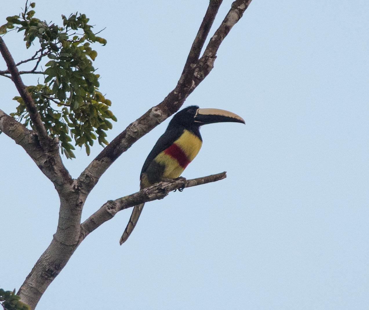 Black-necked Aracari Photo by Evaldo Cesari de Oliveira Jr
