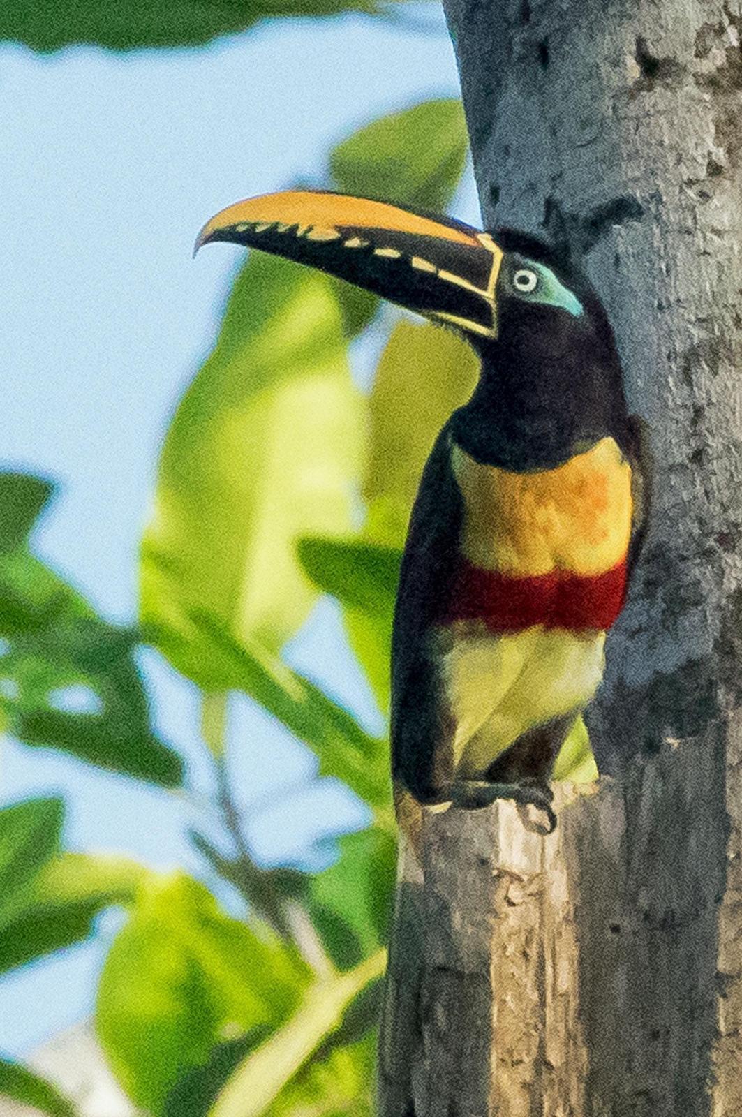 Chestnut-eared Aracari Photo by Phil Kahler