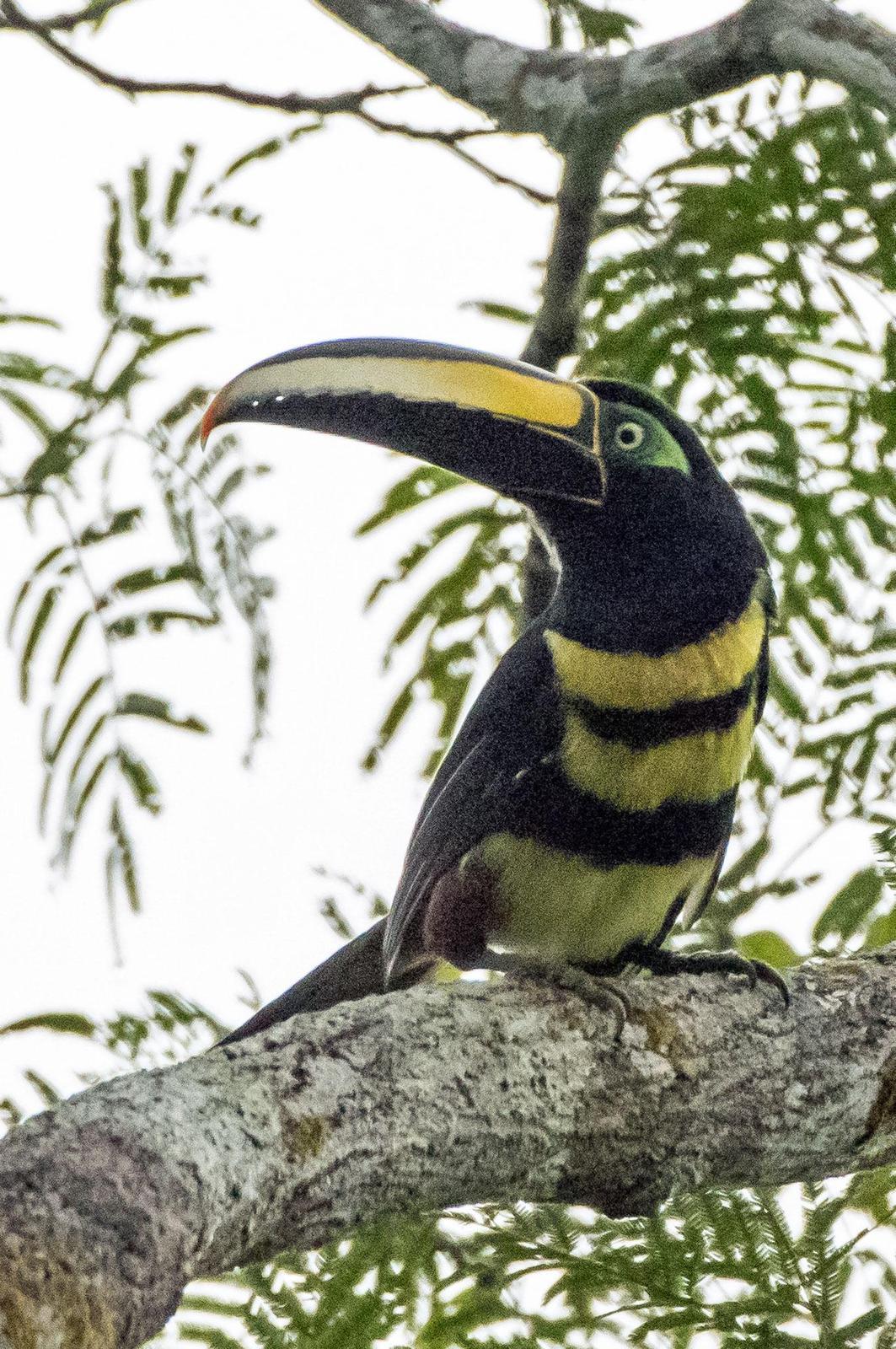 Many-banded Aracari Photo by Phil Kahler