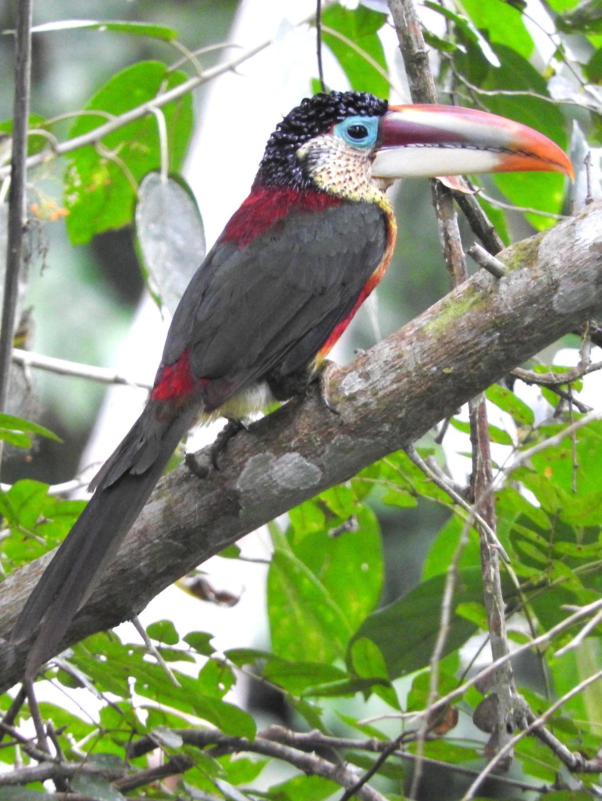 Curl-crested Aracari Photo by Todd A. Watkins