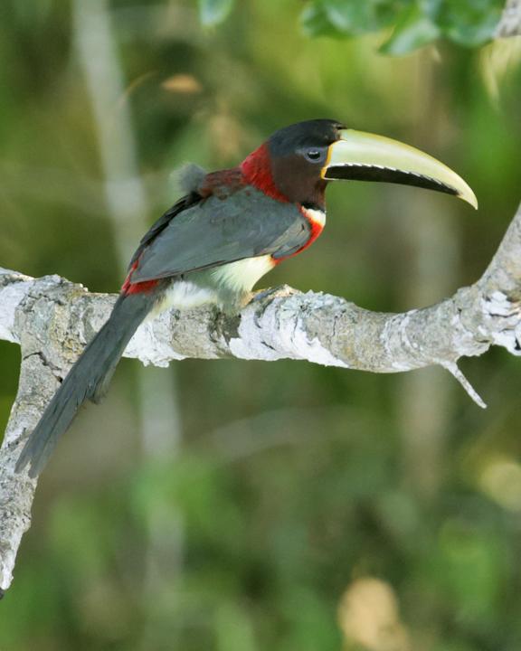 Red-necked Aracari Photo by Nick Athanas